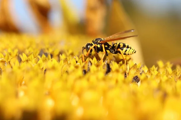 Vespula Vulgaris Helianthus Annuus Une Guêpe Couverte Pollen Sur Tournesol — Photo