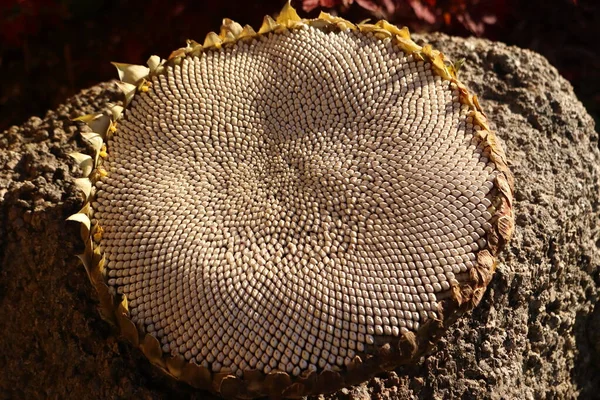 Struktur Hintergrund Sonnenblumenblume Mit Reifen Samen — Stockfoto