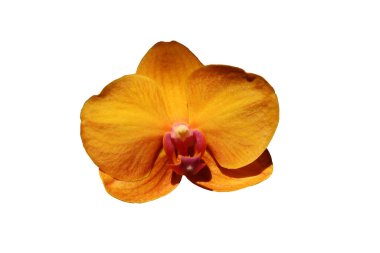 Phalaenopsis Brownie, beyaz arka planı olan turuncu bir orkide çiçeğinin yakın çekimi.