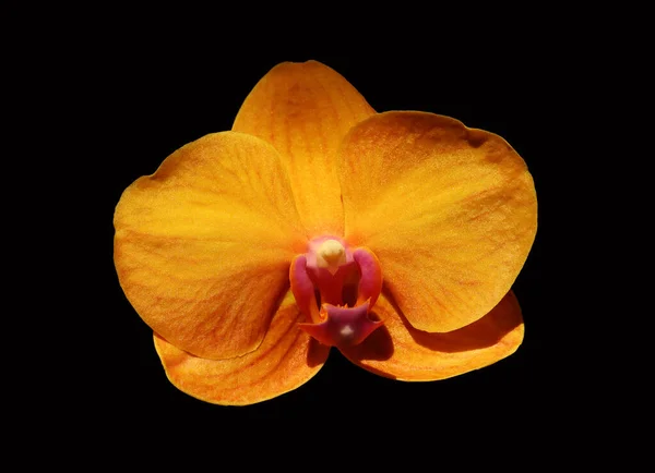 Phalaenopsis Brownie Gros Plan Une Fleur Orchidée Orange Avec Fond — Photo