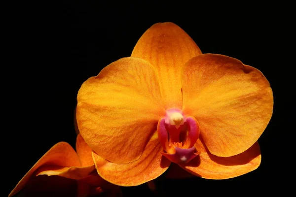 Phalaenopsis Brownie Gros Plan Une Fleur Orchidée Orange Avec Fond — Photo