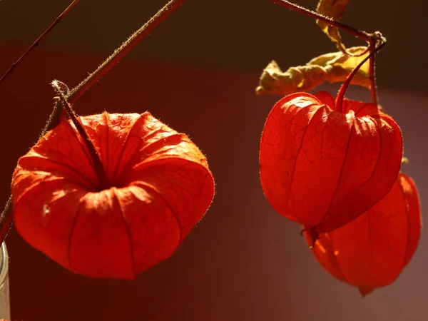 オレンジ色のクローバーの物理的なAlkeengi 花や果物 — ストック写真