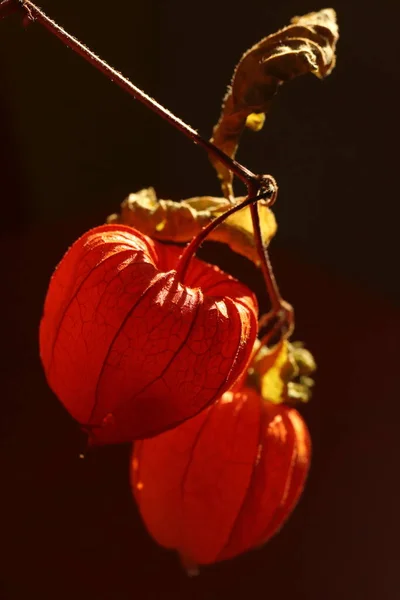 Physalis Alkekengi Blüten Und Früchte Des Orangenklees — Stockfoto