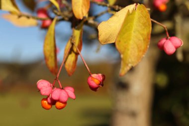 Euonymus europaeus, sonbaharda pembe ve turuncu renkli çalılar
