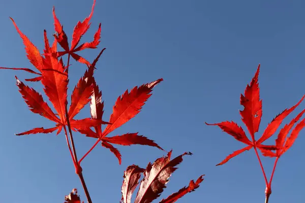 Acer Rubrum Gökyüzüne Karşı Kırmızı Akçaağaç — Stok fotoğraf