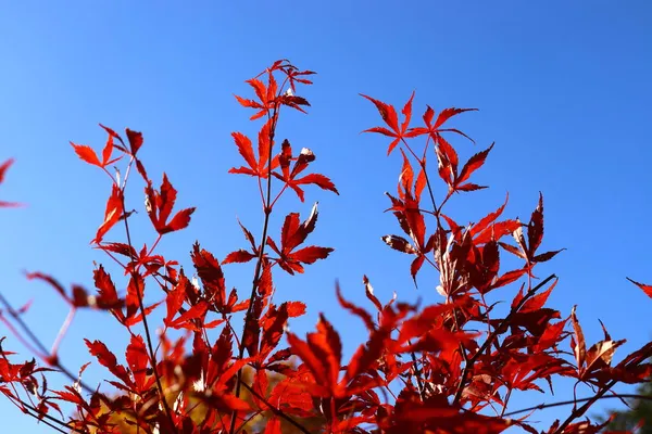 Acer Rubrum Gökyüzüne Karşı Kırmızı Akçaağaç — Stok fotoğraf