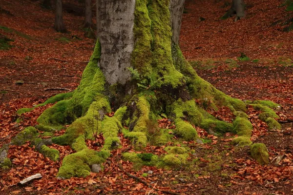 Κορμός Τις Ρίζες Ενός Μεγάλου Δέντρου Καλυμμένου Βρύα — Φωτογραφία Αρχείου