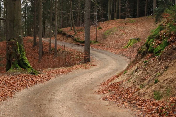 Извилистая Дорога Ведущая Вниз Осеннему Лесу — стоковое фото