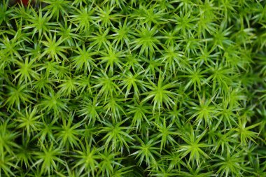 Polytrichum komünü. Arka plan olarak yosun. Yeşil duvar resmi.