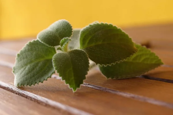 Plectranthus amboinicus, Rhinitis tedavisi için bir bitki, bitkinin yeşil yaprakları