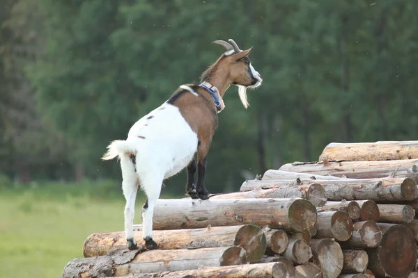 Hausziege Weiß Und Braun Steht Auf Einem Holzstapel — Stockfoto