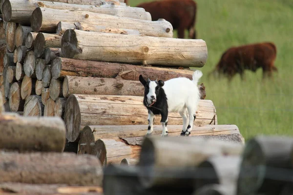 Cabras Pretas Brancas Estão Uma Pilha Madeira — Fotografia de Stock