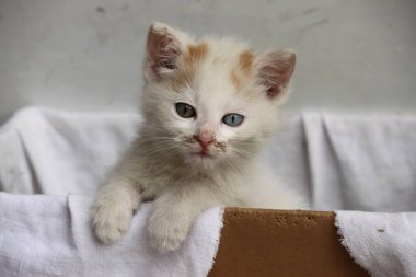 Mavi gözlü bir kutuda kirli beyaz kedi yavrusu