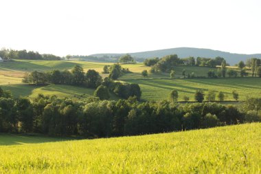 Çayır ve ormanlı yaz manzarası, yeşil doğa arka planı