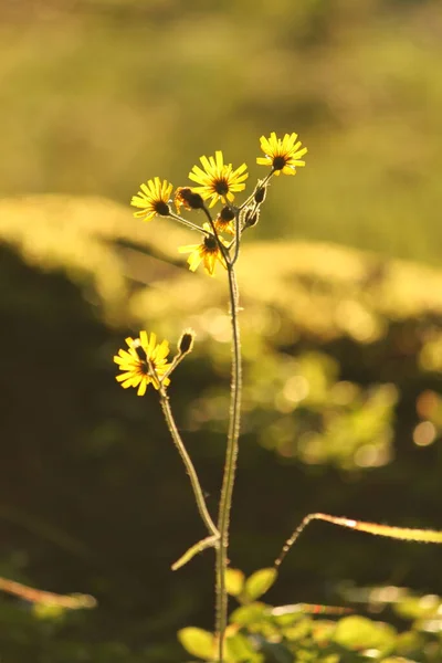 Hieracium lachenalii, günbatımında sarı bitki, güneş çiçeklerin arasından parlıyor.