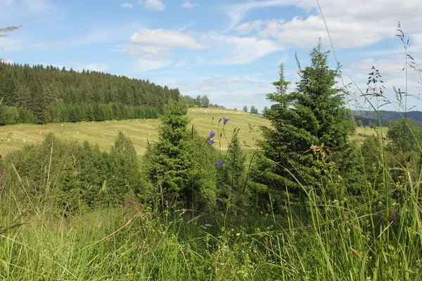 Beautiful Landscape Mown Meadow Hay Bales Forest Blue Sky — стоковое фото