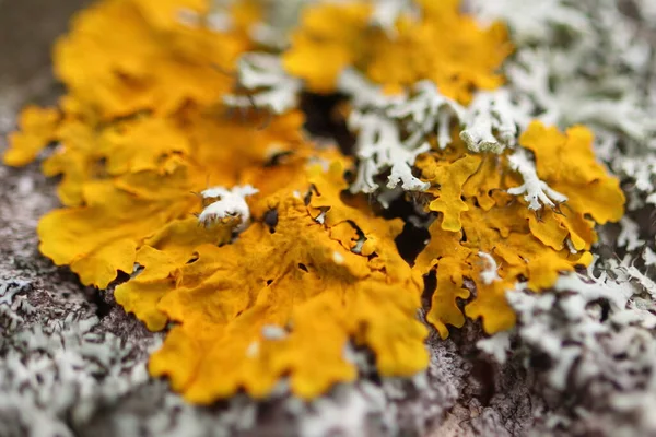 Lichen Yellow Lichen Tree Trunk Detail — стоковое фото