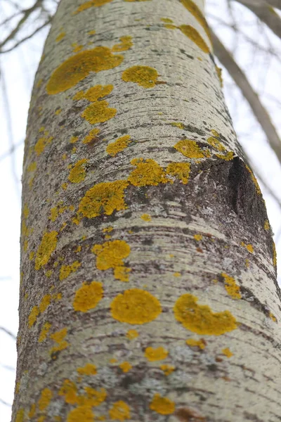 Lichen Μια Κίτρινη Λειχήνα Ένα Κορμό Δέντρου Λεπτομέρειες — Φωτογραφία Αρχείου