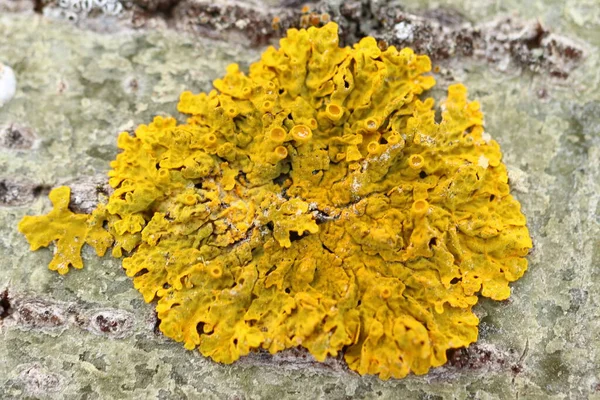 Lichen, a yellow lichen on a tree trunk. Detail.