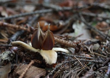 Fagus sylvatica. Ormandaki kayın meyveleri ve tohumlar çam iğnelerinde.