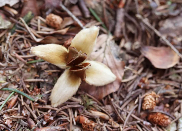 Fagus Sylvatica 소나무 바늘에 열매와 — 스톡 사진