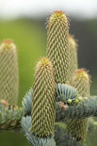 Abies Koreana Dennenboom Met Onvolwassen Kegels — Stockfoto