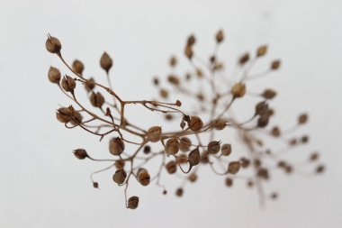 Karda kurumuş keten dalı, kış arkaplanı.