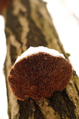 polyporus. Mushroom on a tree trunk covered with snow clipart