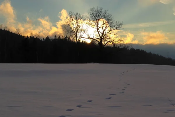 雪中的脚印通向地平线 冬季的风景 五彩斑斓的云彩 黄昏的暮色 — 图库照片