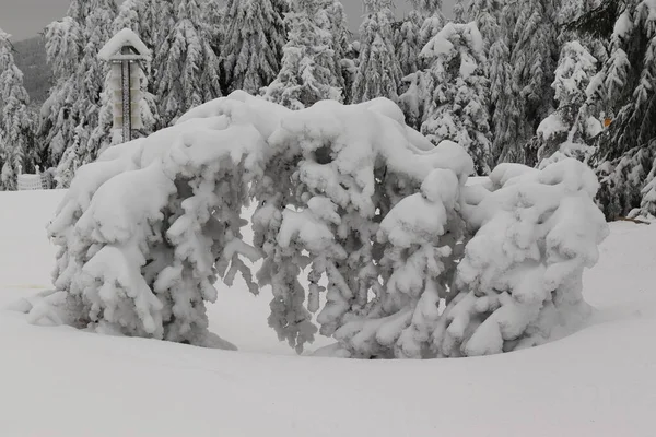 Arbre Couvert Neige Courbé Ressemblant Troll — Photo