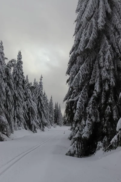 Sentier Ski Fond Enneigé Sans Personne Parmi Les Arbres Dans — Photo