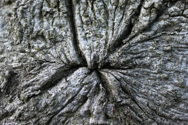 Ρυτιδιασμένος Φλοιός Δέντρων Ρυτίδες Παραμόρφωση Γέρικο Δέντρο — Φωτογραφία Αρχείου