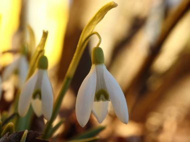 Galanthus, ilk beyaz bahar çiçeği.
