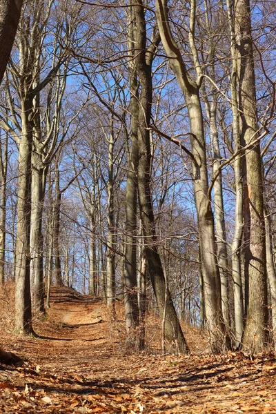 Yapraksız Ağaçlarla Dolu Yokuş Yukarı Bir Yol Sonbahar Veya Ilkbahar — Stok fotoğraf