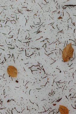 İğneler ve turuncu kayın yapraklarıyla kaplı donmuş karın arka planı