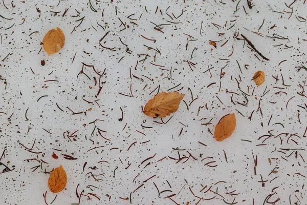 İğneler ve turuncu kayın yapraklarıyla kaplı donmuş karın arka planı