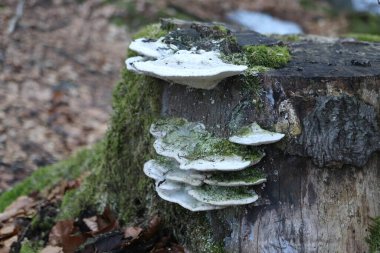 Polyporus, ağaç kütüğünde yetişen bir mantar yosun ve ormandaki yaşam.