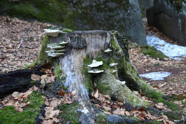 Polyporus Svamp Som Växer Stubbe Tillsammans Med Mossa Skog Stilleben — Stockfoto