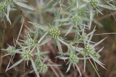 Eryngium varyasyonu, dağ devedikeni, çayırlarda bol miktarda yabani bitki.