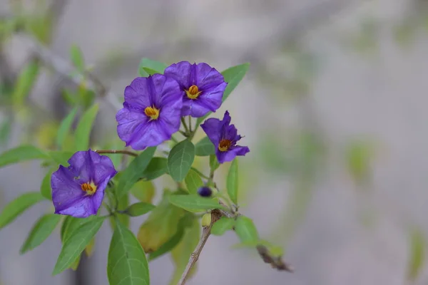 Lycianthes Rantonnetii Sadzonki Niebieskimi Kwiatami Liśćmi Spiczastymi — Zdjęcie stockowe