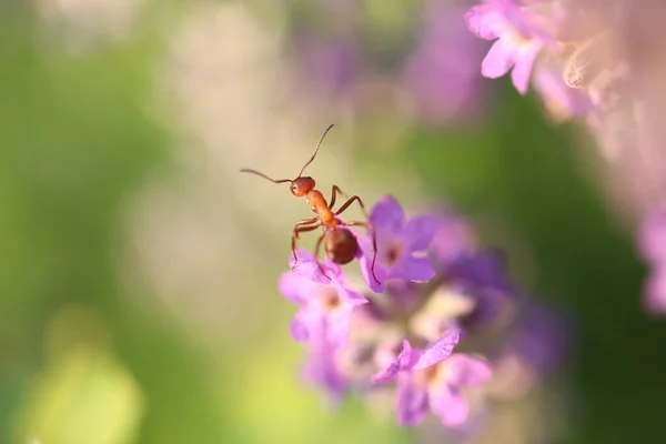 Fórmica Lavandula Angustifolia Formiga Rastejando Uma Flor Lavanda Close — Fotografia de Stock