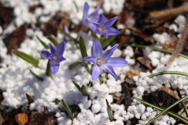 Bahar mavisi çiçek donuk dolu ortasında