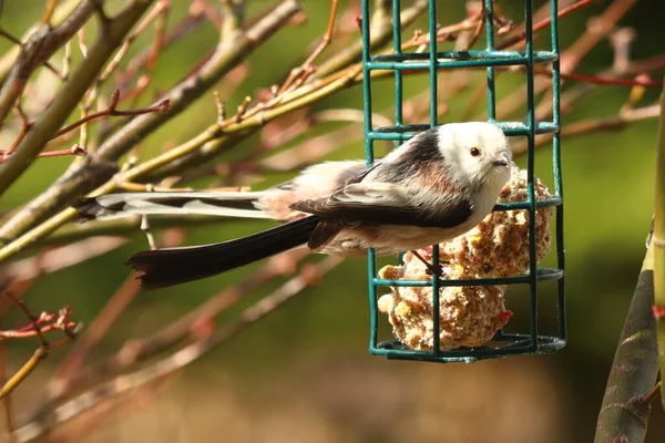 Aegithalos Caudatus Pequeno Pássaro Com Uma Cauda Longa Alimentador — Fotografia de Stock