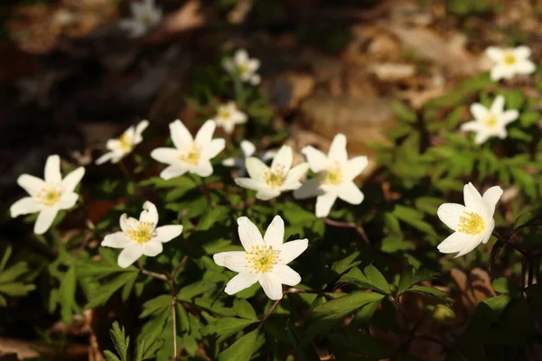 Anemone Nemorosa Buttercup Plant Growing Deciduous Forests First Messenger Spring — Stock Photo, Image