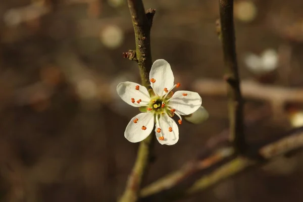 Чернослив Спинозный Деталях Терновый Весенний Цветущий Кустарник — стоковое фото