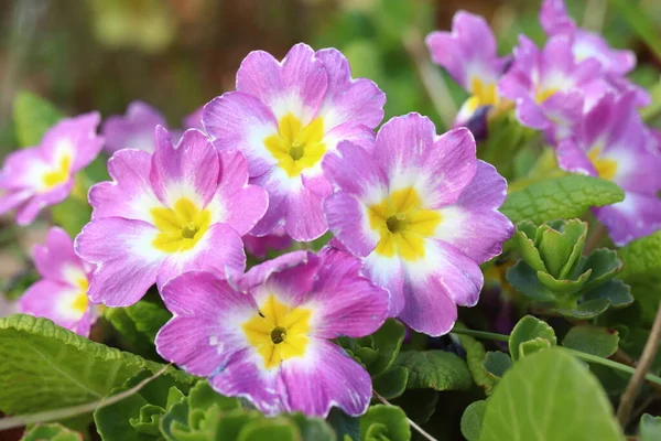 Primula obconica, pink spring flower in the garden, messenger of spring, first spring flower