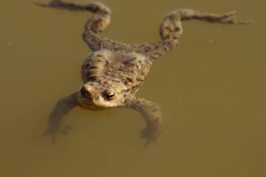Bufo bufo, göletin yüzeyinde yüzen yeşil kurbağa, kurbağa.