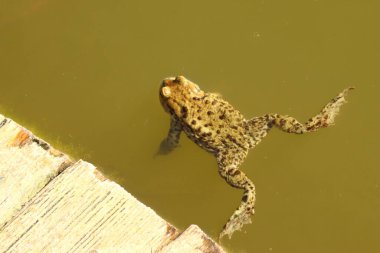Bufo bufo, göletin yüzeyinde yüzen yeşil kurbağa, kurbağa.