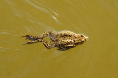 Bufo bufo, göletin yüzeyinde yüzen yeşil kurbağa, kurbağa.