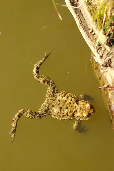 Bufo Bufo Green Frog Floating Surface Pond Toad — Stock Photo, Image